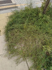 Senecio inaequidens