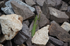 Tenodera sinensis