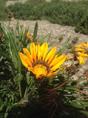 Gazania linearis