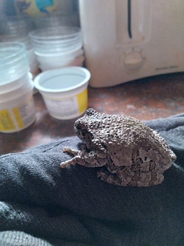 Gray Treefrog photographed in New Hampshire