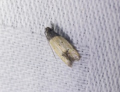 Tyrolimnas anthraconesa