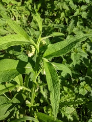 Symphytum officinale