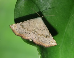 Eublemma rufiplaga