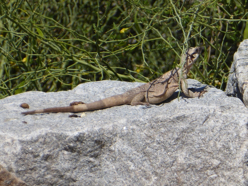 iNaturalist observation photo of Common Chuckwalla