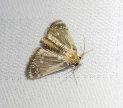 Luma