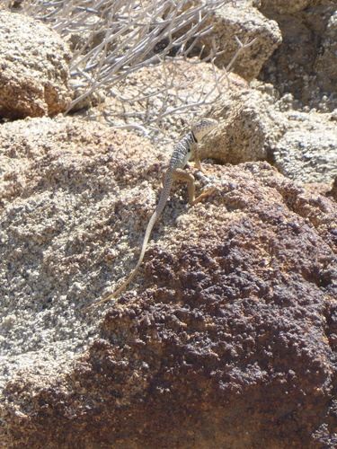iNaturalist observation photo of Baja California Collared Lizard