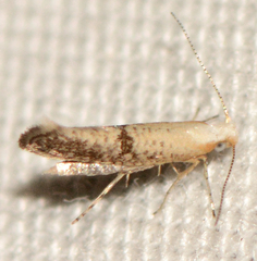 Argyresthia subreticulata