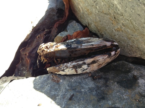 Northern Horse Mussel