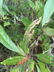 Phyllocnistis hyperpersea