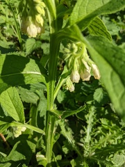 Symphytum officinale