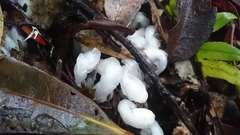 Monotropastrum humile