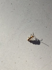 Belotus bicolor