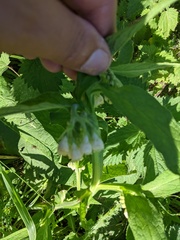 Symphytum officinale