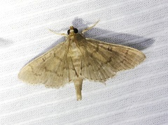 Coptobasis
