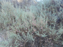 Salsoloideae