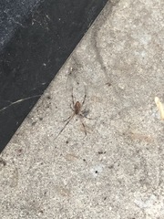 Latrodectus geometricus