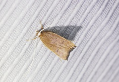 Lecitholaxa thiodora