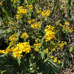 Dendroviguiera quinqueradiata