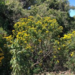 Dendroviguiera quinqueradiata