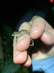 Pristimantis prolatus