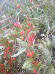 Lycium barbarum