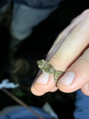 Pristimantis prolatus