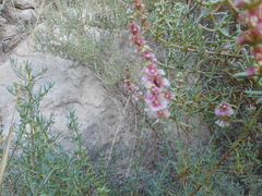 Salsoloideae