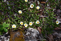 Dryas incisa
