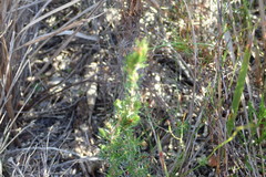 Erica glumiflora