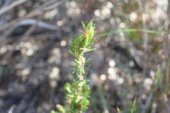 Erica glumiflora