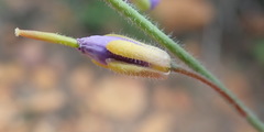 Heliophila linearis