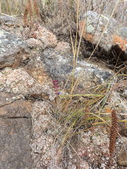 Dracocephalum olchonense