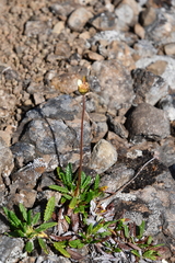 Dryas octopetala