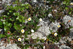 Dryas octopetala