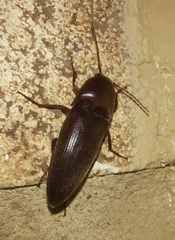 Diplostethus texanus