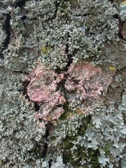 Marchandiomyces corallinus