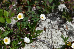 Dryas octopetala