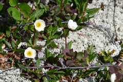 Dryas octopetala