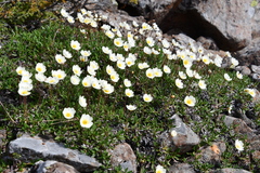 Dryas octopetala