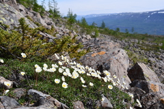 Dryas octopetala