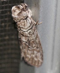 Discophlebia celaena