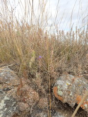 Dracocephalum olchonense