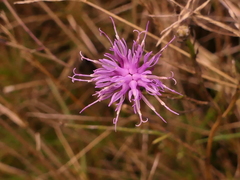 Serratula tinctoria