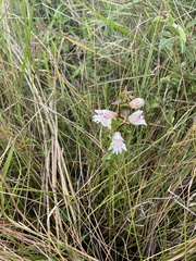 Satyrium sphaerocarpum