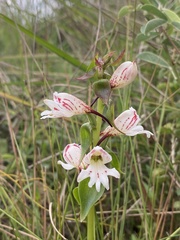 Satyrium sphaerocarpum