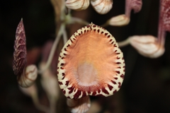Aristolochia goudotii