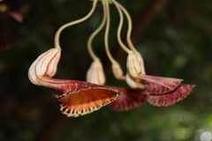 Aristolochia goudotii