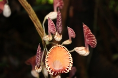 Aristolochia goudotii