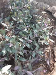 Tradescantia pallida