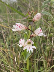 Satyrium sphaerocarpum